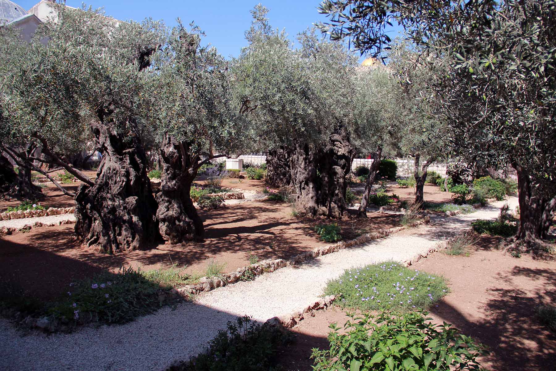 Gethsemane image 26